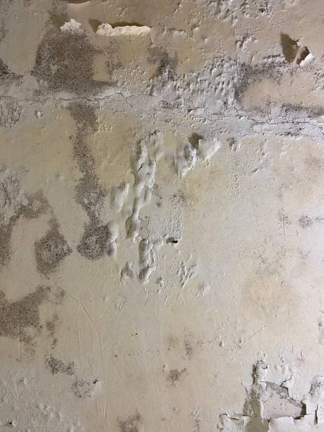 Best Basement Mold Remediation in Blair, NE