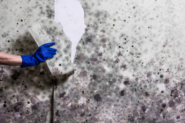Best Emergency Mold Remediation in Blair, NE
